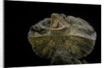 Chlamidausaurus kingi (frilled lizard) by Anonymous