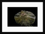 Chlamidausaurus kingi (frilled lizard) by Anonymous