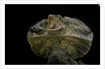 Chlamidausaurus kingi (frilled lizard) by Anonymous