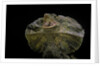 Chlamidausaurus kingi (frilled lizard) by Anonymous