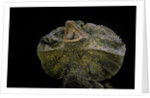 Chlamidausaurus kingi (frilled lizard) by Anonymous