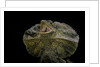 Chlamidausaurus kingi (frilled lizard) by Anonymous
