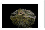 Chlamidausaurus kingi (frilled lizard) by Anonymous