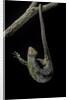 Corucia zebrata (Solomons tree skink) by Anonymous