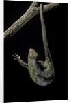 Corucia zebrata (Solomons tree skink) by Anonymous