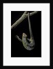 Corucia zebrata (Solomons tree skink) by Anonymous