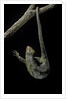 Corucia zebrata (Solomons tree skink) by Anonymous