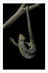 Corucia zebrata (Solomons tree skink) by Anonymous
