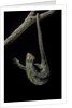 Corucia zebrata (Solomons tree skink) by Anonymous