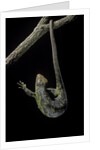 Corucia zebrata (Solomons tree skink) by Anonymous