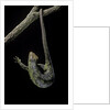 Corucia zebrata (Solomons tree skink) by Anonymous