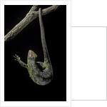 Corucia zebrata (Solomons tree skink) by Anonymous