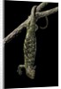 Corucia zebrata (Solomons tree skink) by Anonymous