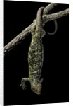 Corucia zebrata (Solomons tree skink) by Anonymous