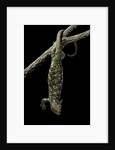 Corucia zebrata (Solomons tree skink) by Anonymous