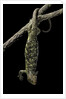 Corucia zebrata (Solomons tree skink) by Anonymous