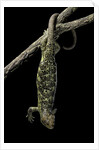 Corucia zebrata (Solomons tree skink) by Anonymous