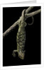 Corucia zebrata (Solomons tree skink) by Anonymous