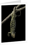 Corucia zebrata (Solomons tree skink) by Anonymous