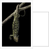 Corucia zebrata (Solomons tree skink) by Anonymous