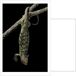 Corucia zebrata (Solomons tree skink) by Anonymous