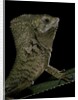 Corytophanes cristatus (helmeted iguana) by Anonymous