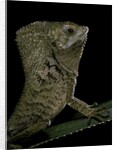 Corytophanes cristatus (helmeted iguana) by Anonymous