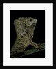 Corytophanes cristatus (helmeted iguana) by Anonymous