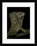 Corytophanes cristatus (helmeted iguana) by Anonymous