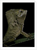 Corytophanes cristatus (helmeted iguana) by Anonymous