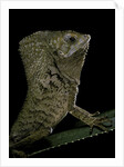 Corytophanes cristatus (helmeted iguana) by Anonymous