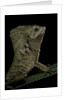 Corytophanes cristatus (helmeted iguana) by Anonymous
