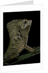 Corytophanes cristatus (helmeted iguana) by Anonymous
