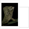 Corytophanes cristatus (helmeted iguana) by Anonymous