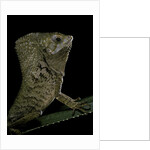 Corytophanes cristatus (helmeted iguana) by Anonymous