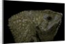 Corytophanes cristatus (helmeted iguana) by Anonymous
