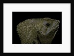 Corytophanes cristatus (helmeted iguana) by Anonymous