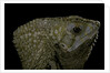 Corytophanes cristatus (helmeted iguana) by Anonymous