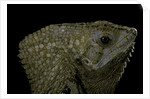 Corytophanes cristatus (helmeted iguana) by Anonymous