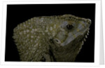 Corytophanes cristatus (helmeted iguana) by Anonymous