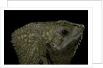 Corytophanes cristatus (helmeted iguana) by Anonymous