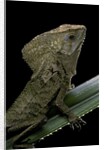Corytophanes cristatus (helmeted iguana) by Anonymous