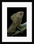 Corytophanes cristatus (helmeted iguana) by Anonymous