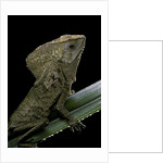 Corytophanes cristatus (helmeted iguana) by Anonymous