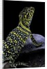 Crotaphytus collaris (collared lizard) by Anonymous