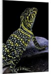 Crotaphytus collaris (collared lizard) by Anonymous