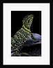 Crotaphytus collaris (collared lizard) by Anonymous