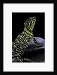 Crotaphytus collaris (collared lizard) by Anonymous