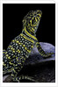 Crotaphytus collaris (collared lizard) by Anonymous
