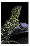 Crotaphytus collaris (collared lizard) by Anonymous